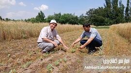 مزارع بی خاک ورزی در تاجیکستان: رویکردی نوین برای کشاورزی پایدار+ ویدئو