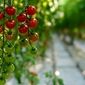 علت نوسانات گوجه فرنگی و پیاز به مبدا بازمی‌گردد

