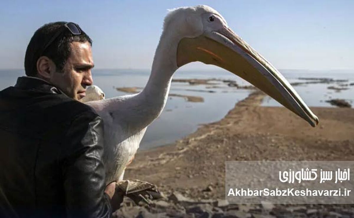 تله نمک در دریاچه ارومیه؛ ماجرای نجات پلیکان‌هایی که قدرت پرواز ندارند


