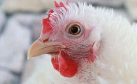 اپیدمی آنفلوآنزای فوق حاد پرندگان در کشور گزارش نشده است

