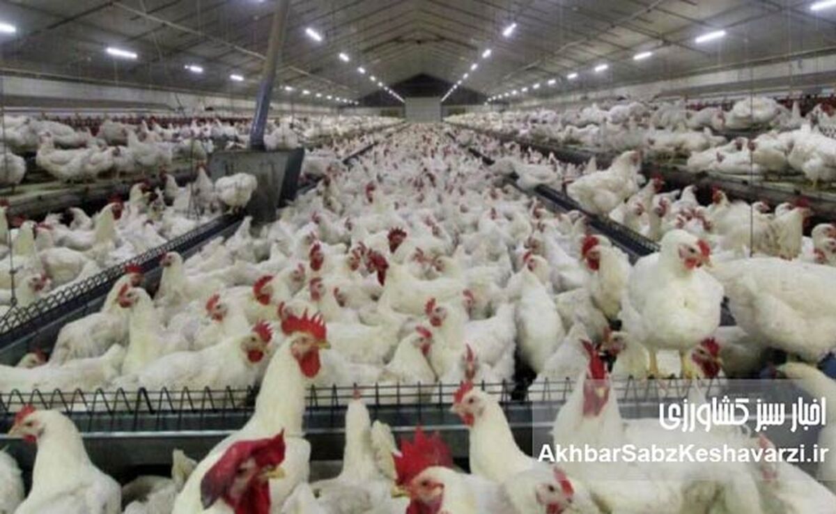 قیاس مع‌الفارق: حکایت تلخ مشکلات مرغداران و یک تماس پر از گلایه