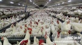 قیاس مع‌الفارق: حکایت تلخ مشکلات مرغداران و یک تماس پر از گلایه