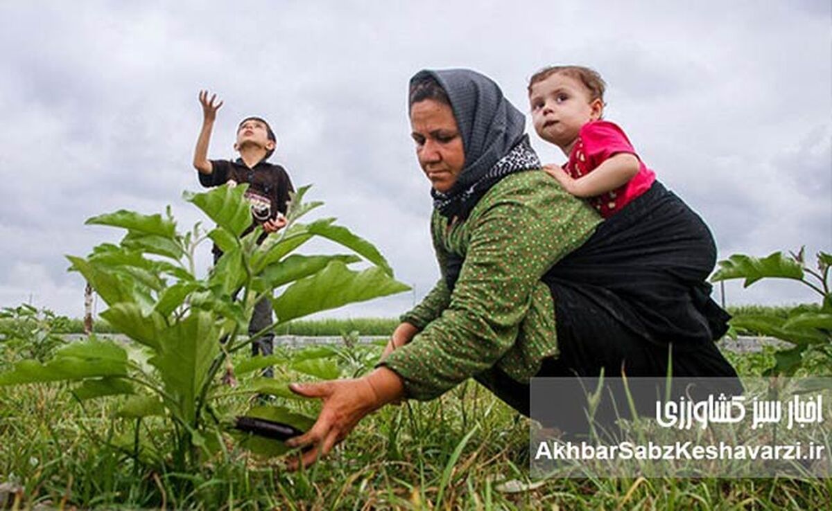 نقش نانوشته زنان در کشاورزی سبز؛ پایداری از خانه تا مزرعه