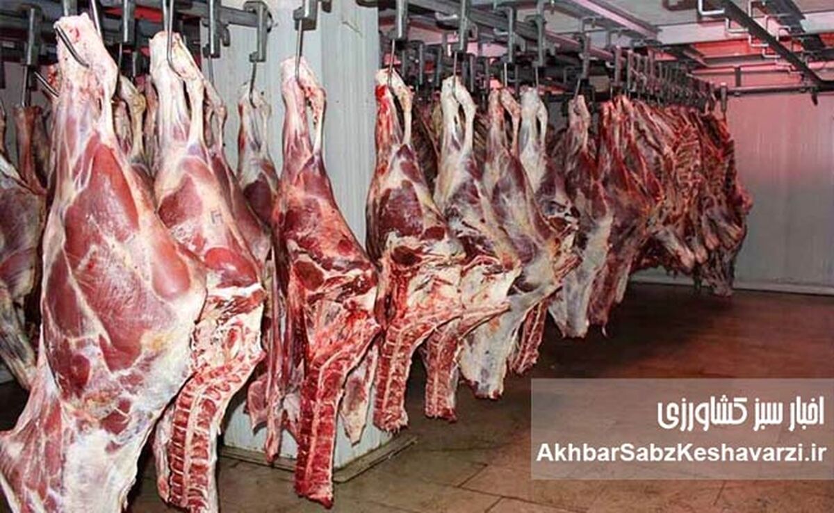قیمت گوشت گوساله باید ۶۰۰ هزار تومان باشد/ رئیس انجمن گاوداران از سوداگری دلالان می‌گوید!