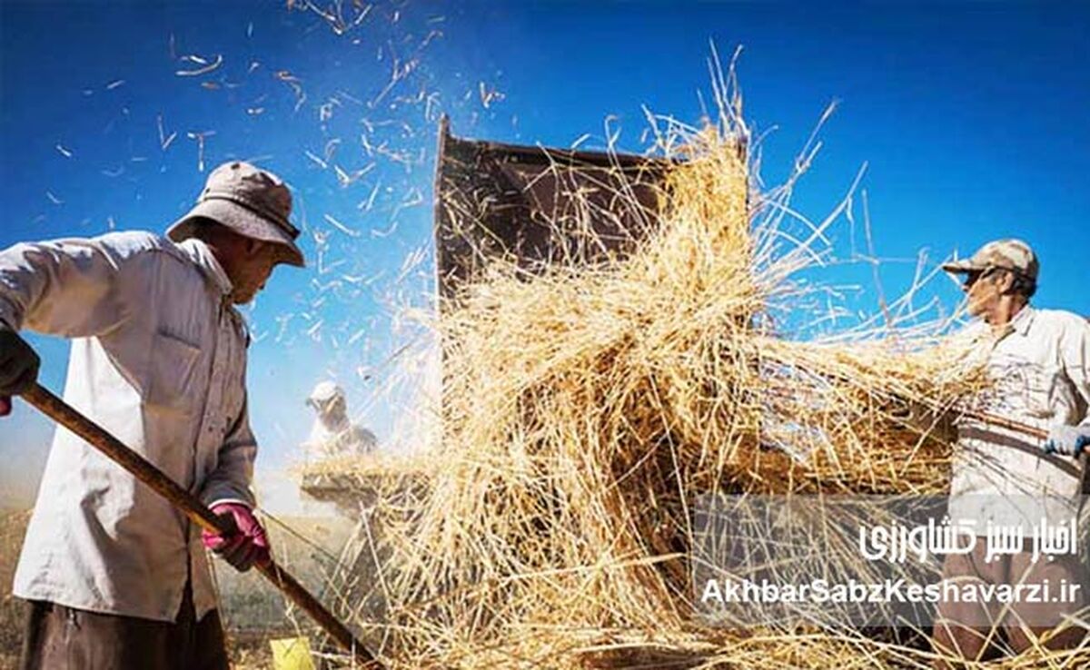 آیا دولت در مقابل گندمکاران مسئولانه عمل می کند؟