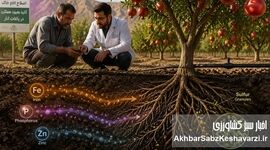 استراتژی اصلاح pH خاک و آزادسازی عناصر بلوکه شده؛ راهکار علمی برای نجات باغ‌های انار