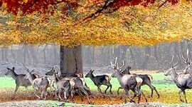 پارک ملی گلستان قربانی اختلافات سازمانی

