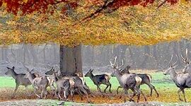 پارک ملی گلستان قربانی اختلافات سازمانی

