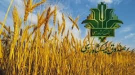 صندوق بیمه مبلغی از گندمکاران بیمه‌گذار کسر نمی‌کند

