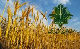 صندوق بیمه مبلغی از گندمکاران بیمه‌گذار کسر نمی‌کند

