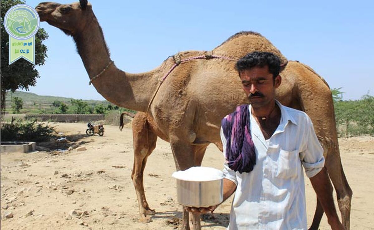 خواص شیر شتر و مضرات اساسی آن

