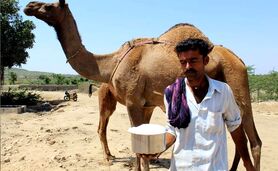 خواص شیر شتر و مضرات اساسی آن

