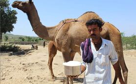 خواص شیر شتر و مضرات اساسی آن

