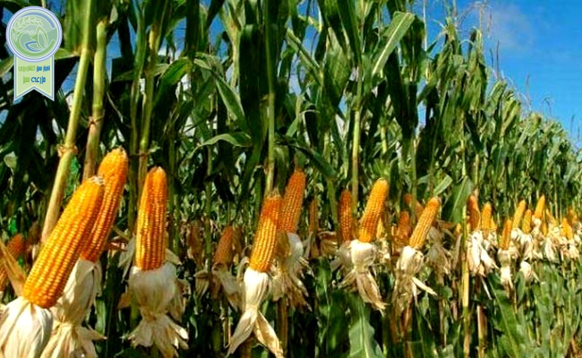 آغاز کشت قراردادی ذرت علوفه‌ای در 8 استان

