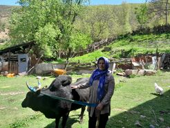 خانم بس؛ بانوی بی‌بدیل روستای کجور+ فیلم

