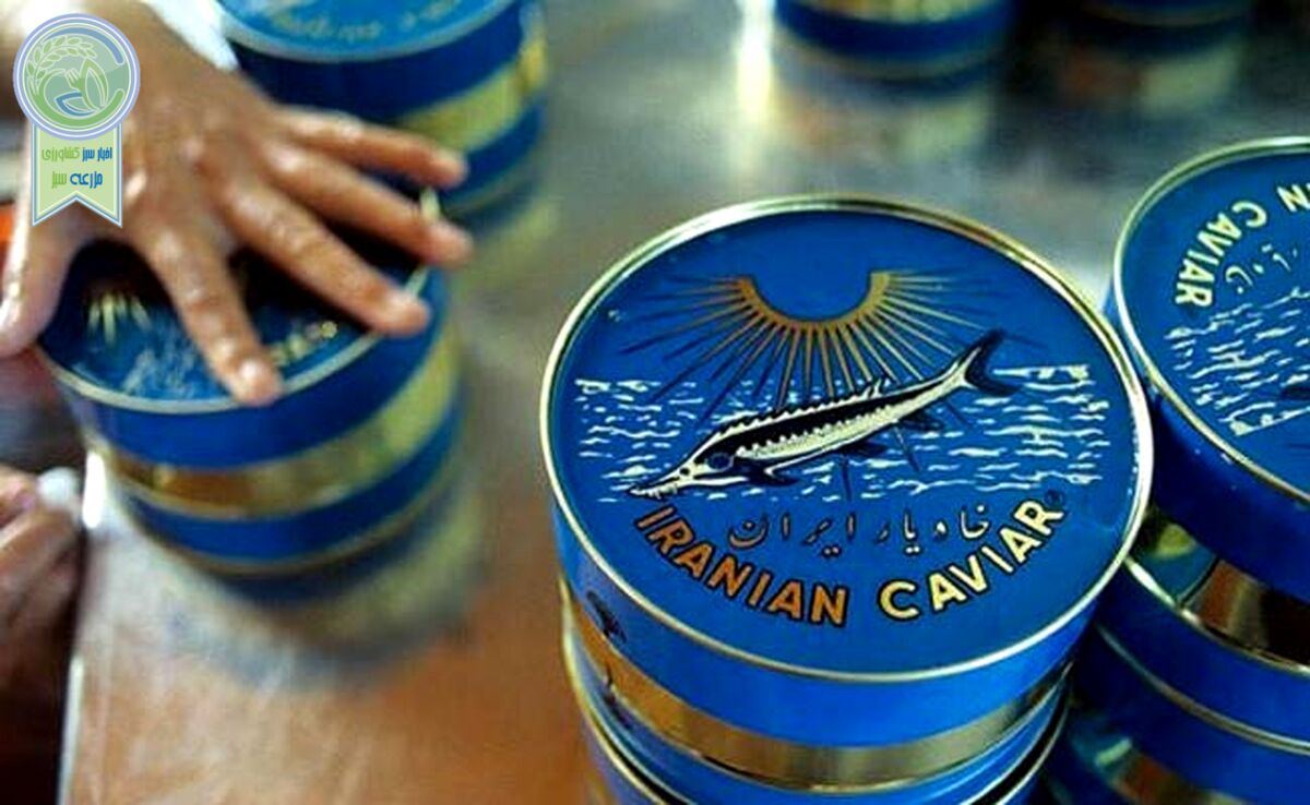 افزایش ۶۱ درصدی صادرات خاویار در 6 ماهه ابتدای امسال

