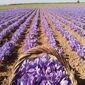 ریزش ۴۰ درصدی صادرات زعفران ایران؛ هشدار جدی در آستانه روز ملی طلای سرخ 