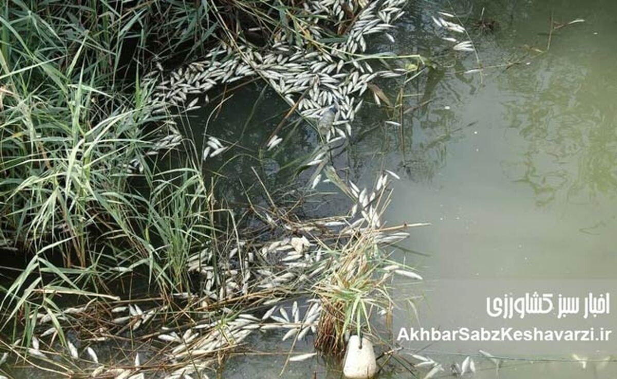 مرگ دوباره ماهی‌های هورالعظیم؛ وقتی آب، معیشت را پس می‌گیرد
