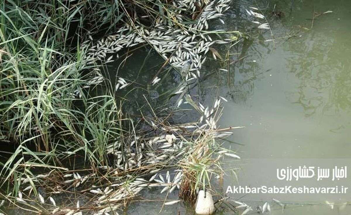 مرگ دوباره ماهی‌های هورالعظیم؛ وقتی آب، معیشت را پس می‌گیرد
