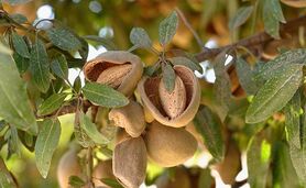 کدام آجیل برای چربی‌سوزی بهتر است؟