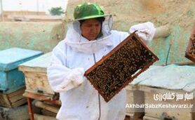 زنبورداری در افغانستان؛ نبرد بقا زیر سایه سنگین طالبان+ ویدئو