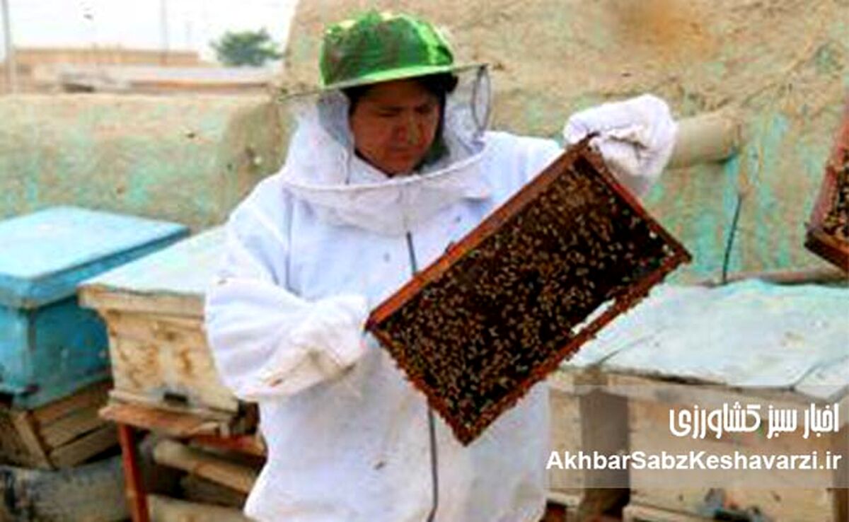 زنبورداری در افغانستان؛ نبرد بقا زیر سایه سنگین طالبان+ ویدئو