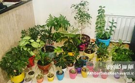 رازهای آبیاری انواع گیاهان آپارتمانی