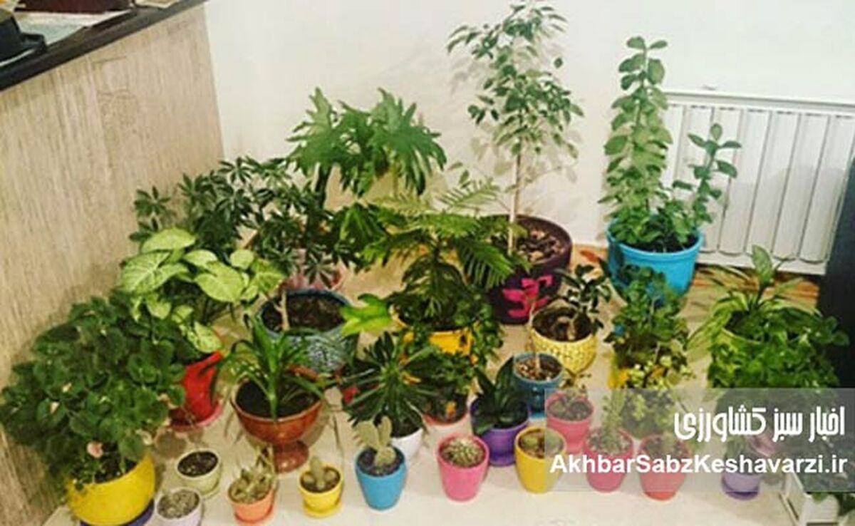 رازهای آبیاری انواع گیاهان آپارتمانی