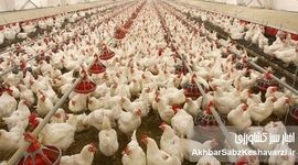 ۲.۵ میلیون تن مرغ: آیا نیاز مرغ کشور واقعاً تامین می‌شود؟