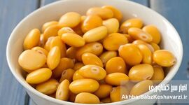 لوبیا مصری؛ بمب پروتئین گیاهی!