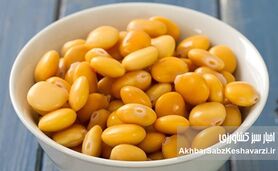 لوبیا مصری؛ بمب پروتئین گیاهی!
