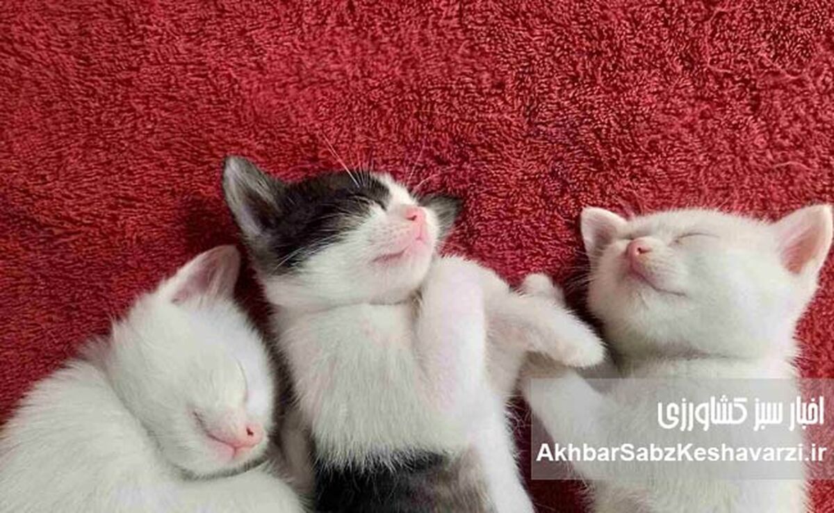 راز خواب طولانی گربه‌ها؛ از تکامل تا زیست‌ریتم