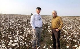 پتانسیل اشتغال‌زایی پنبه، مهم‌ترین فیبر طبیعی جهان+ ویدئو

