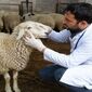 راهکارهای طلایی شناسایی دام ضعیف قبل از زمستان