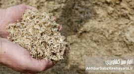 نجات مرغداری از بحران نهاده؟ لارو مگس سرباز وارد جیره شد