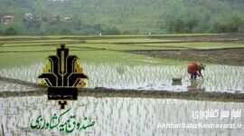 یارانه ۷۰درصدی بیمه برنج؛ رشد ۳۰درصدی تعهدات در سال زراعی جدید