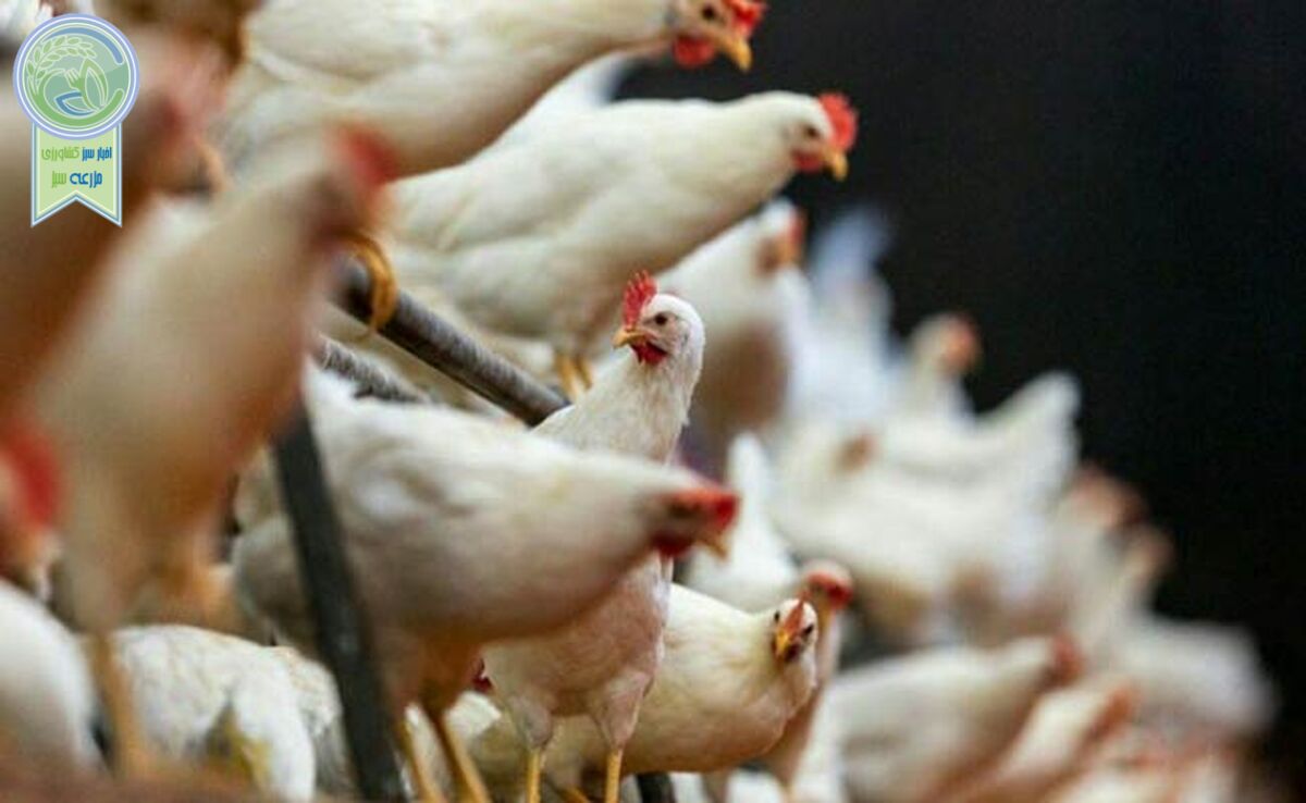 پایداری صنعت طیور ایران با ادغام عمودی زنجیره ارزش

