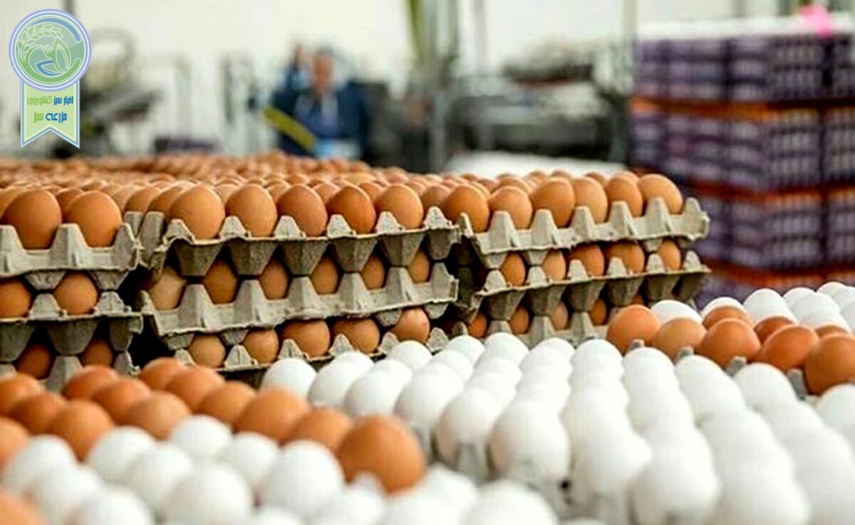 صدور ۹۵ هزارتن تخم مرغ به ۱۱ کشور از ابتدای سال

