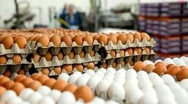 صدور ۹۵ هزارتن تخم مرغ به ۱۱ کشور از ابتدای سال

