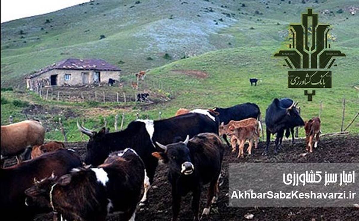از دل کوه تا اوج تولید؛ نقش بانک کشاورزی در پایداری دامپروری ایران