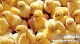 جوجه‌هایی که قربانی سیاست شدند؛ وقتی سرکوب قیمت، تولید را به چاه می‌اندازد

