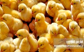 جوجه‌هایی که قربانی سیاست شدند؛ وقتی سرکوب قیمت، تولید را به چاه می‌اندازد
