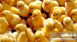 جوجه‌هایی که قربانی سیاست شدند؛ وقتی سرکوب قیمت، تولید را به چاه می‌اندازد
