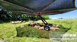 مراقبت از دام‌ها در مقابل استرس گرمایی