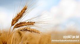 وقتی جو از گندم جلو می‌زند؛ زنگ خطر برای سیاست خرید تضمینی
