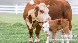 سقوط قیمت دام؛ آغاز گرانی بزرگ گوشت در سال آینده