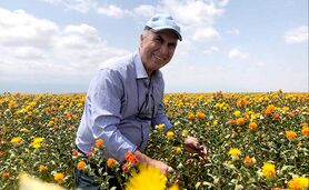 گیاه گلرنگ بومی ایران و مقاوم به تنش‌های آبی+ ویدئو

