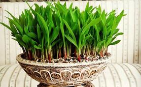 کاشت سبزه عید با هسته خرما+نکات مهم

