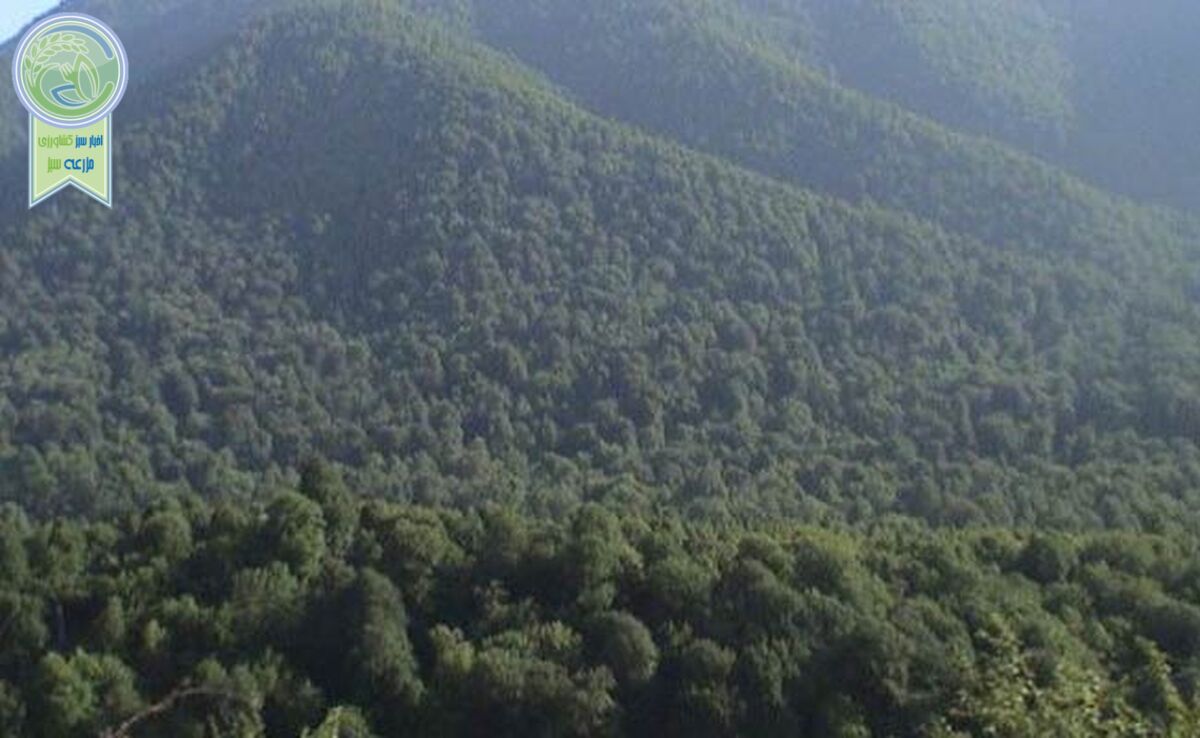 رشد ۱۵ درصدی مساحت جنگل های ایران

