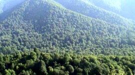 رشد ۱۵ درصدی مساحت جنگل های ایران

